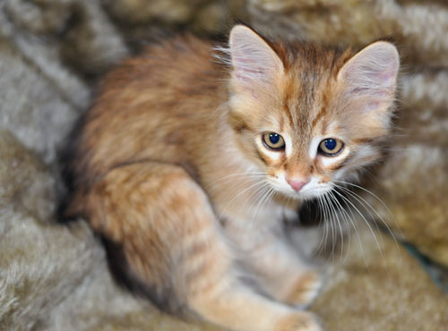 hypoallergenic kitten ontario