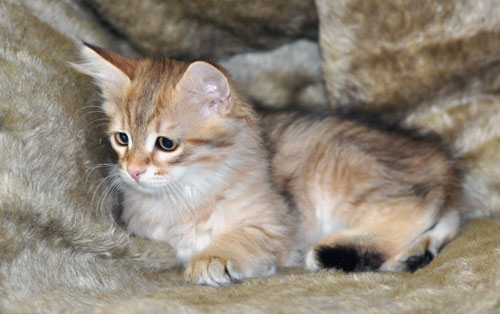 hypoallergenic kitten toronto