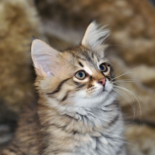 siberian cat ontario