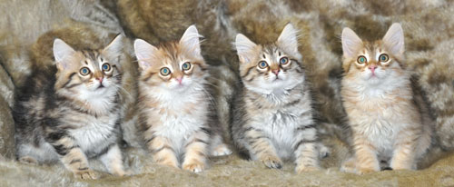 siberian cats canada