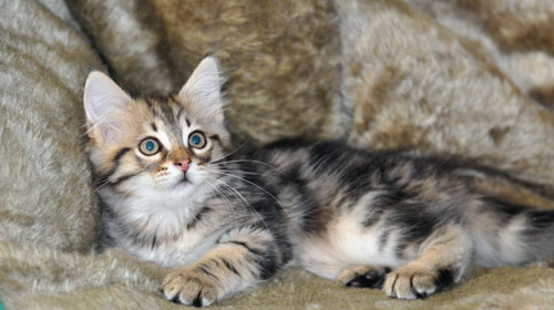 siberian kitten ontario