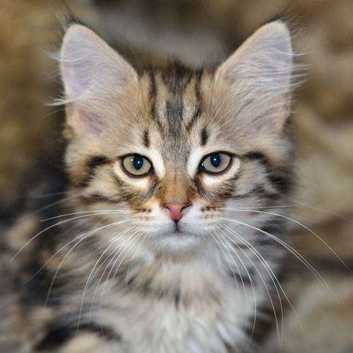 siberian kitten toronto