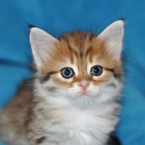 siberian cat calgary