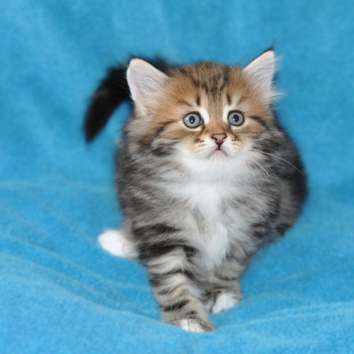 siberian cat montreal