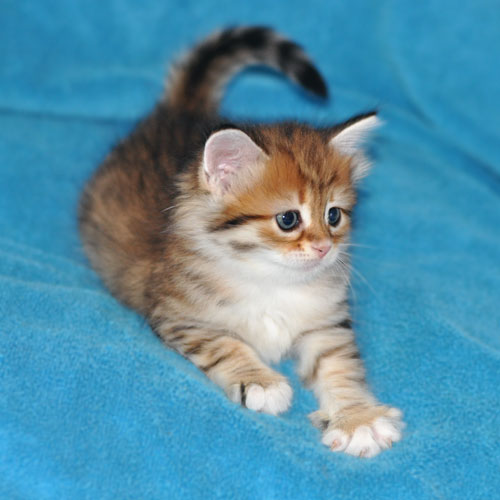 siberian kitten calgary