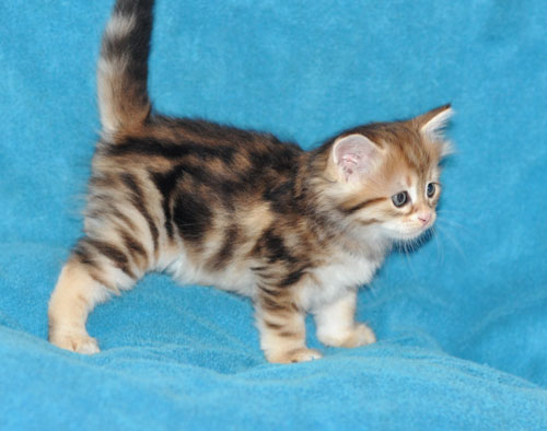 siberian kitten vancouver