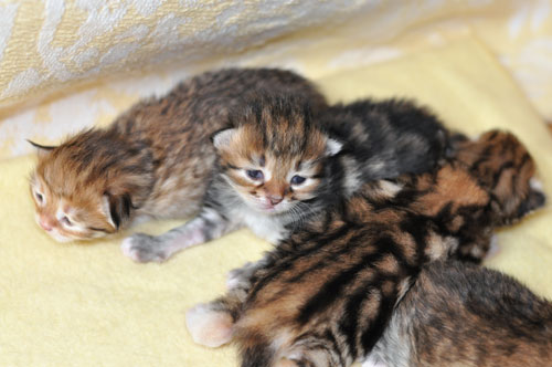 siberian kitten calgary