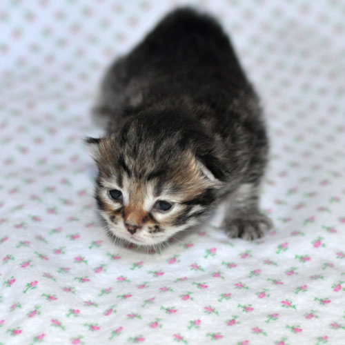siberian kitten maritimes