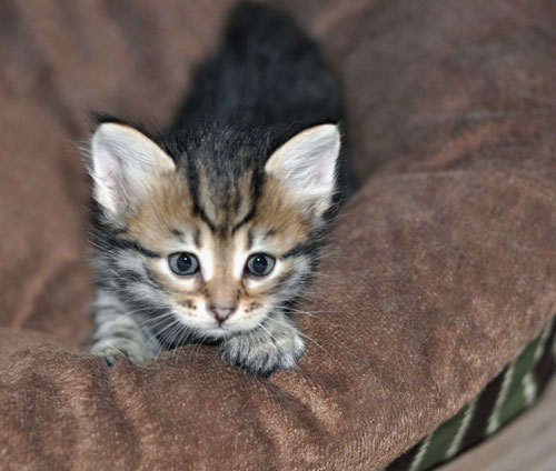 siberian kitten montreal