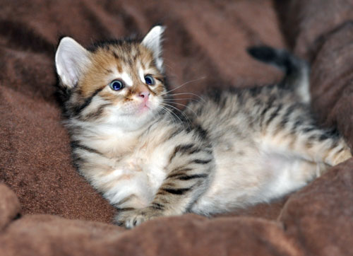siberian kitten newfoundland