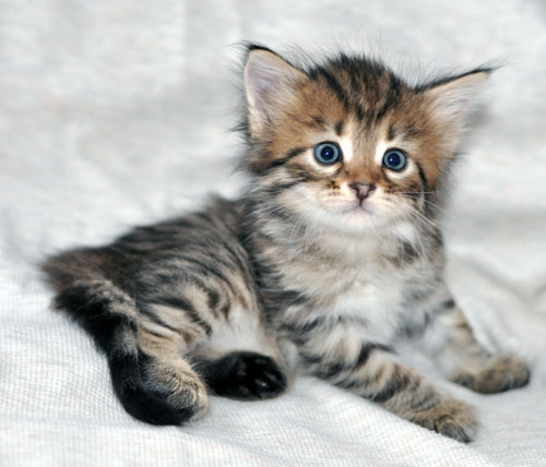 siberian kitten toronto