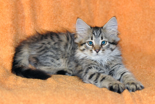 siberian kitten alberta