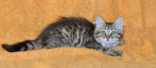 siberian kitten calgary