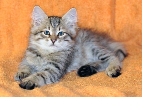 siberian kitten canada