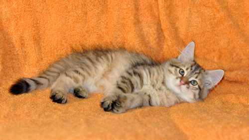 siberian kitten ottawa