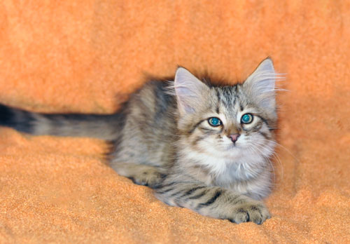 siberian kitten quebec