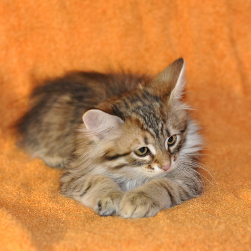 siberian kitten toronto