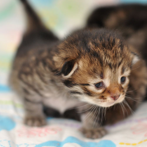 siberian kitten canada