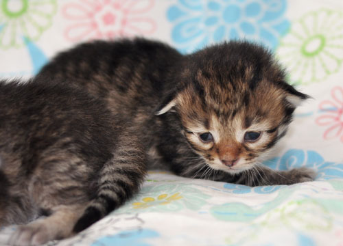 siberian kitten ontario