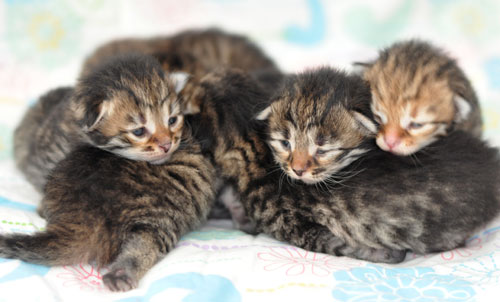 siberian kitten quebec