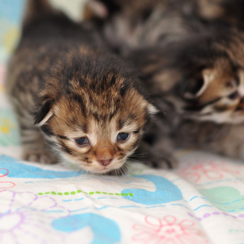 siberian kitten toronto