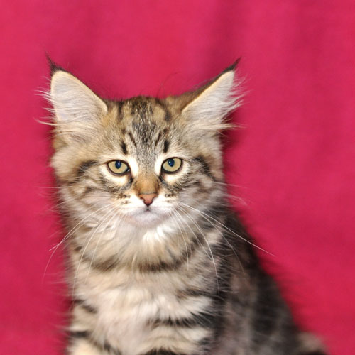 siberian kitten british columbia