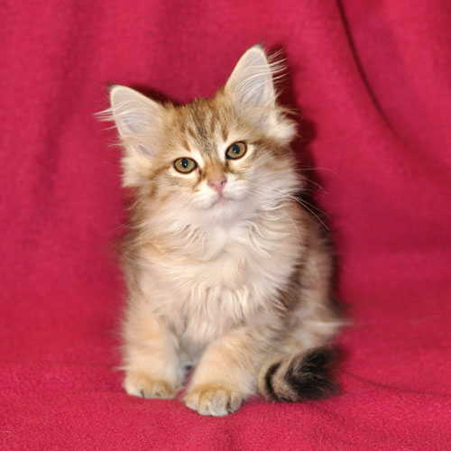 siberian kitten labrador