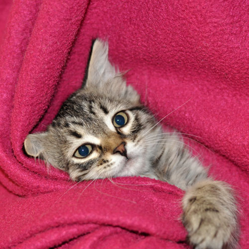 siberian kitten newfoundland