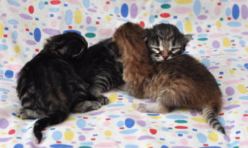 siberian kitten manitoba