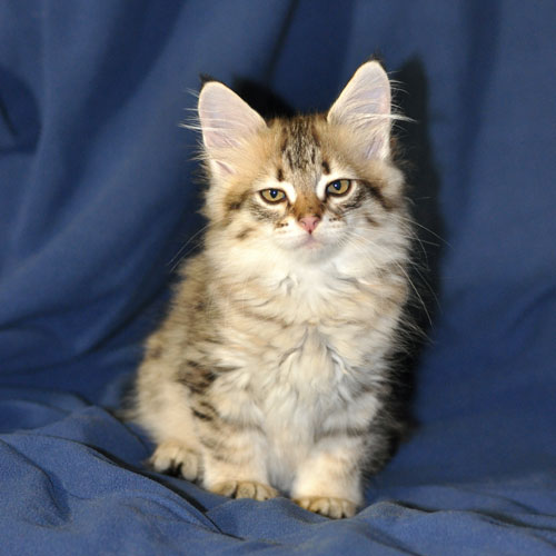 hypoallergenic kitten montreal