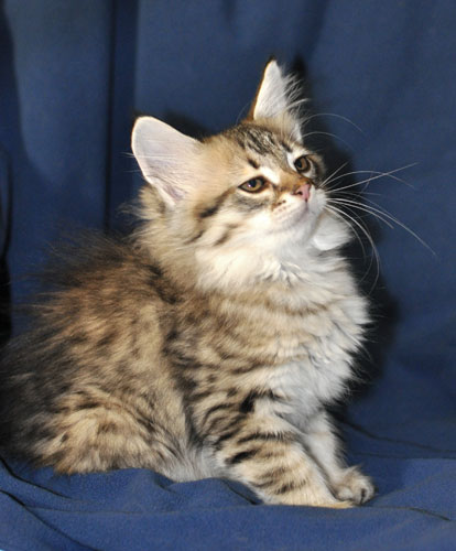 hypoallergenic kitten toronto