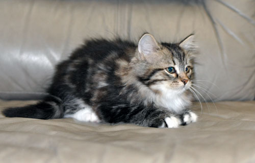 siberian cats calgary