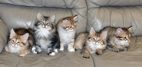 siberian cats canada