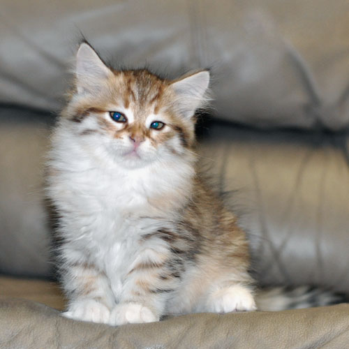 siberian cats montreal