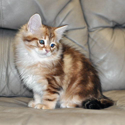 siberian cats nova scotia