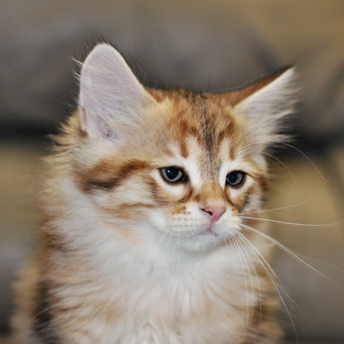 siberian cats ontario