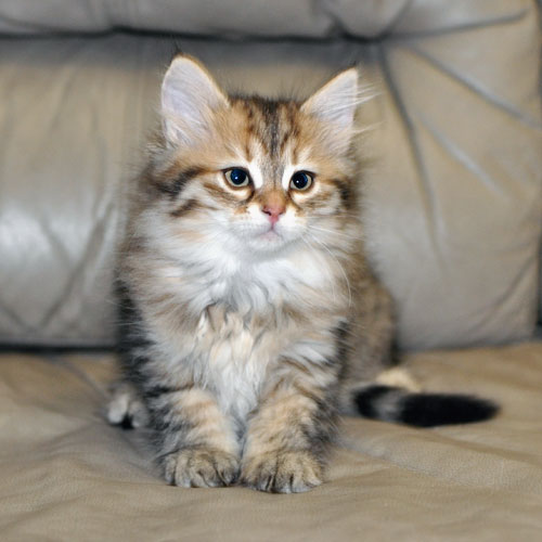 siberian cats ottawa