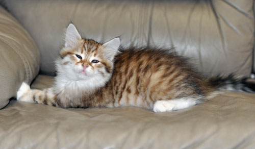 siberian cats quebec