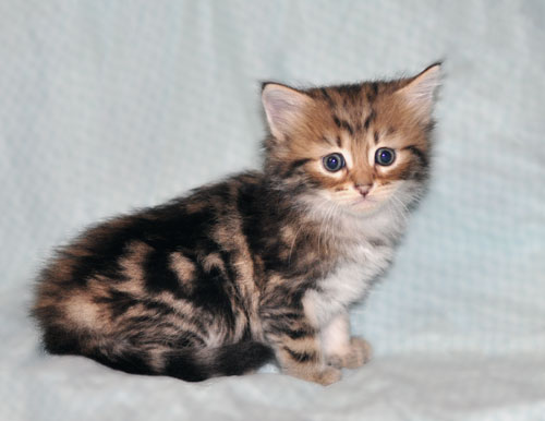 hypoallergenic cat alberta