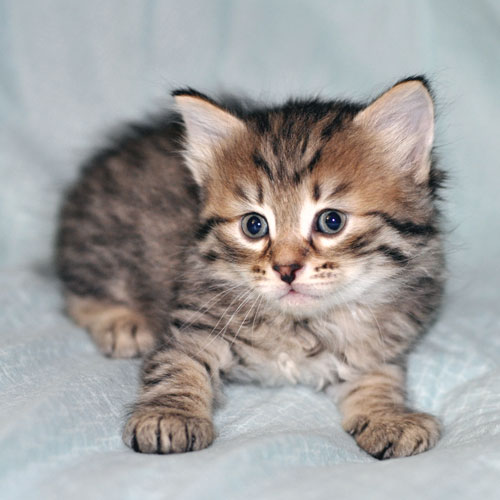 hypoallergenic cat calgary