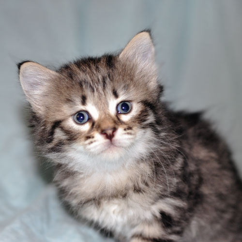 hypoallergenic cat canada