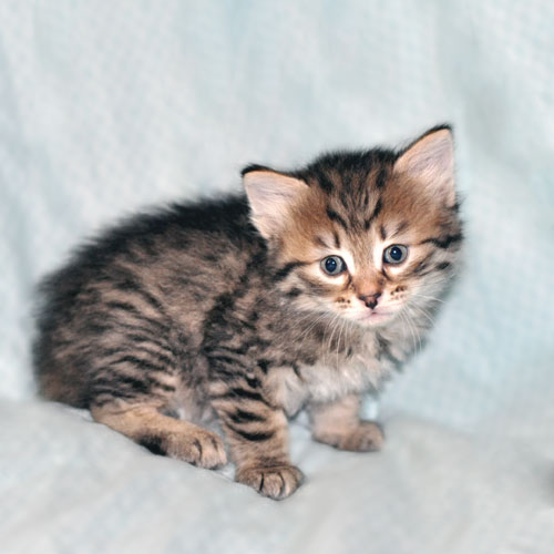 hypoallergenic cat edmonton