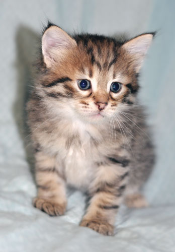 hypoallergenic cat ontario
