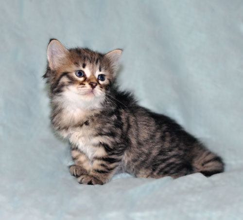 hypoallergenic cat ottawa