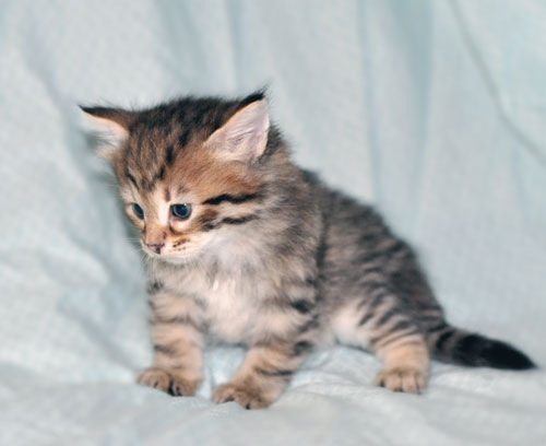 hypoallergenic cat toronto