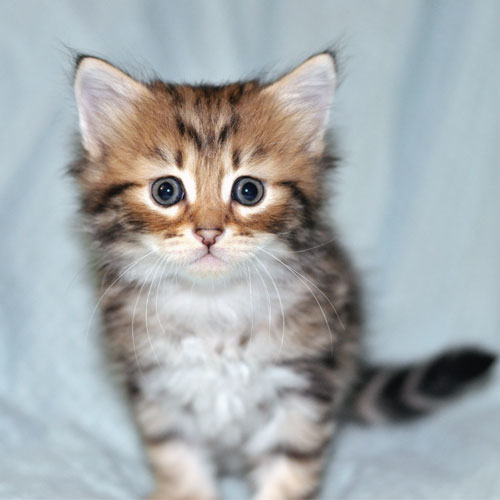 hypoallergenic cat vancouver