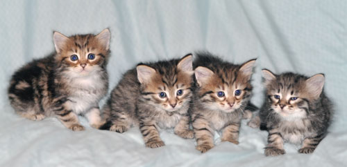 hypoallergenic kittens ontario