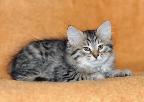 Cuddly Siberian Kitten