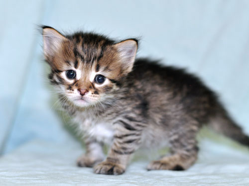 siberian kitten alberta