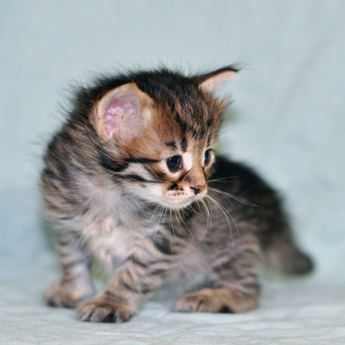 siberian kitten calgary